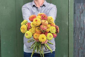 Zinnia Queen Mix