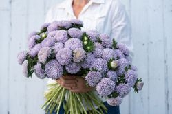 Aster Lady Coral Lavender