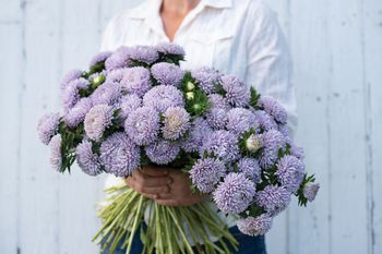 Aster Lady Coral Lavender