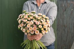 Aster Matsumoto Apricot