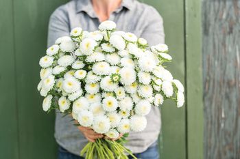 Aster Bonita White