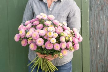 Aster Bonita Shell Pink