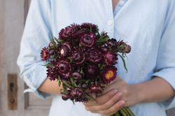 Jätteeternell Purple Red