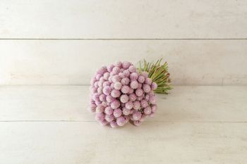 Klotamarant QIS Pink