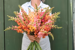 Lejongap Potomac Early Sunrise Mix