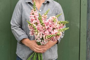 Lejongap Bridal Pink