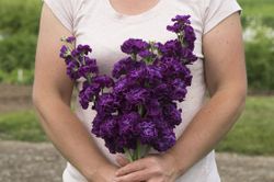 Lövkoja Iron Purple