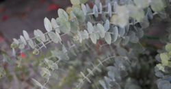 Eucalyptus  Baby Blue Bouquet