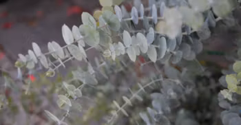 Eucalyptus  Baby Blue Bouquet