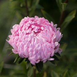Aster Tower Salmon