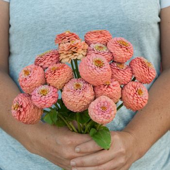 Zinnia Oklahoma Salmon