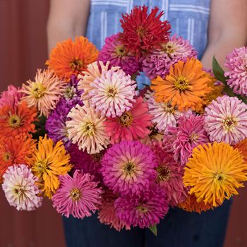 Zinnia Cactus Flowered Mix