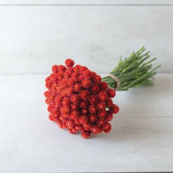Klotamarant Strawberry Fields