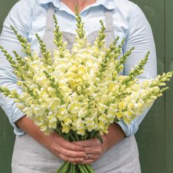 Lejongap Orleans Early Lemon Yellow F1