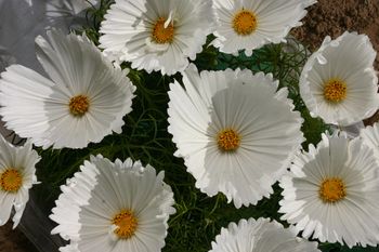 Rosenskära Cupcakes White
