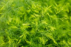Sparris Asparagus virgatus