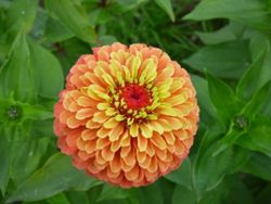 Zinnia Queen  Lime Orange