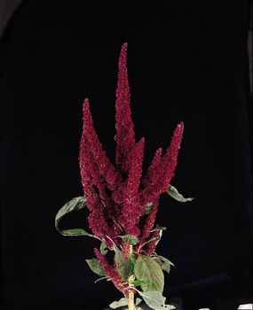 Amaranhus Pygmy Torch