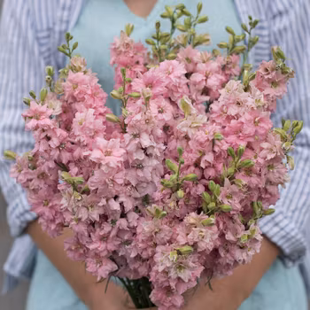 Sommar Riddarsporre QIS Light Pink