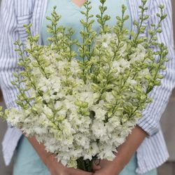 Sommar Riddarsporre QIS White