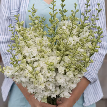 Sommar Riddarsporre QIS White
