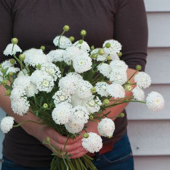Didiscus Blå Parasoll Lacy White
