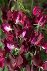 Luktärt Elegance Burgundy
