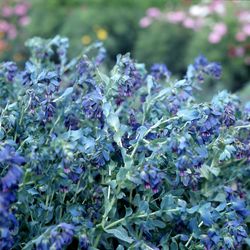 Stor Vaxblomma Kiwi Blue