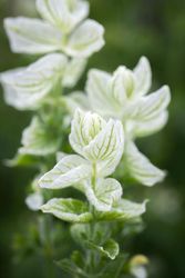 Broksalvia White Swan