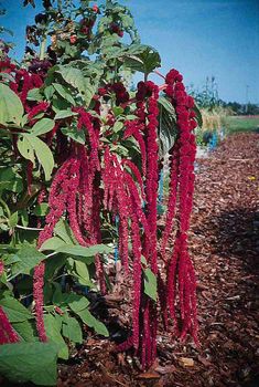 Amaranhus Love Lies Bleeding