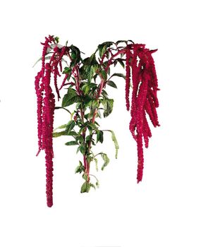 Amaranhus Love Lies Bleeding
