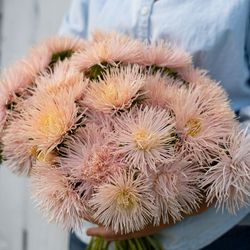 Aster Valkyrie Brunhilde Chamois
