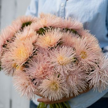 Aster Valkyrie Brunhilde Chamois