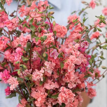 Clarkia Elegant Salmon