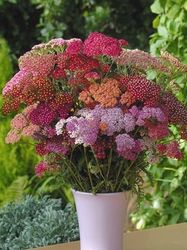 Röllika Red Shades Mix