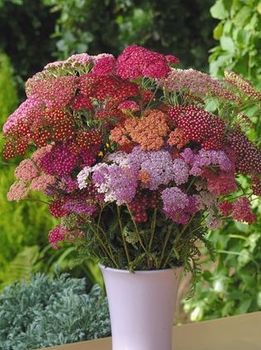 Röllika Red Shades Mix