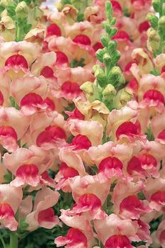 Lejongap Opus III Appelblossom