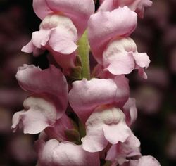 Lejongap Maryland Lavender