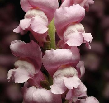 Lejongap Maryland Lavender