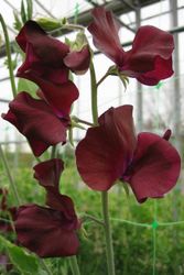 Luktärt Spring Sunshine Burgundy