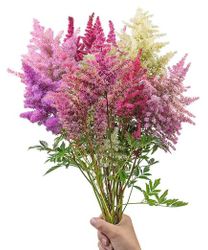 Astilbe Rapsody Mix