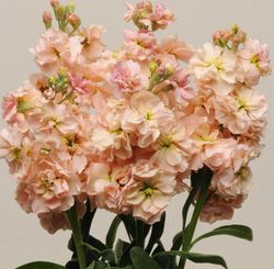 Lövkoja Apricot