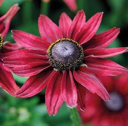 Rudbeckia Cherry Brandy