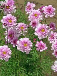 Rosenskära Double Click Bicolour Pink