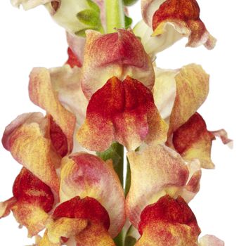 Lejongap Avignon Bicolor Yellow F1