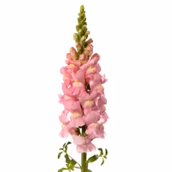 Lejongap Costa Light Rose II F1