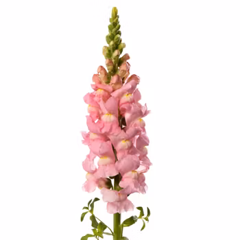 Lejongap Costa Light Rose II F1