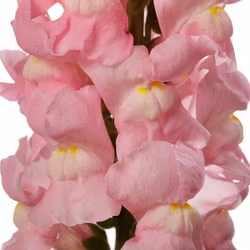 Lejongap Costa Light Rose II F1