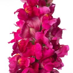 Lejongap Costa Summer Purple IV F1