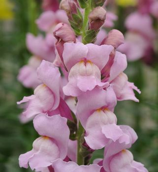 Lejongap Potomac Lavender III F1